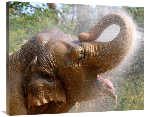 Global Gallery GCS-486534-40-142 40 in. Elephant Bath Art Print - Vic 