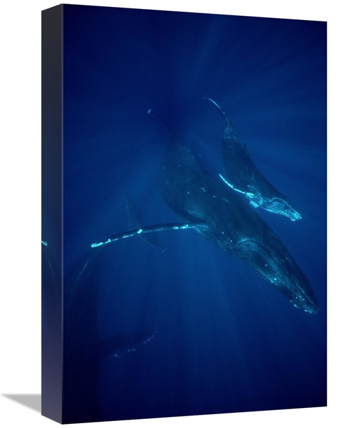 Global Gallery GCS-450574-1218-142 12 x 18 in. Humpback Whale Mother &