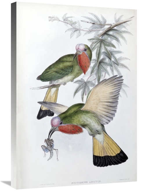 Global Gallery GCS-277783-30-142 30 in. Red-Throated Nyctiornis Art Pr