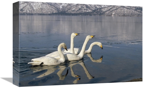 Global Gallery GCS-452409-1218-142 12 x 18 in. Whooper Swan Group on I