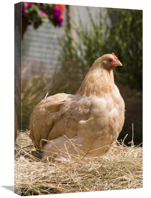 Global Gallery GCS-397444-1624-142 16 x 24 in. Domestic Chicken, L