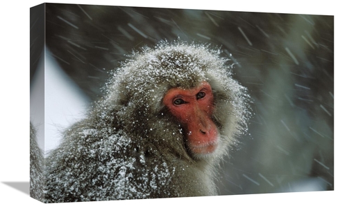 Global Gallery GCS-452601-1218-142 12 x 18 in. Japanese Macaque Covere