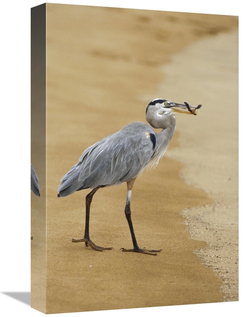 Global Gallery GCS-452309-1218-142 12 x 18 in. Great Blue Heron Eating
