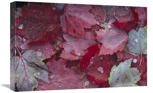 Global Gallery GCS-451966-1624-142 16 x 24 in. Japanese Maple Leaves w