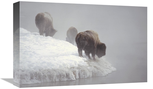 Global Gallery GCS-452399-1218-142 12 x 18 in. American Bison Along Sn