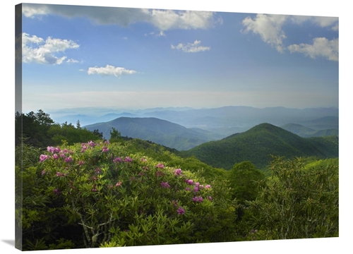 Global Gallery GCS-397006-3040-142 30 x 40 in. Rhododendron Tree Flowe