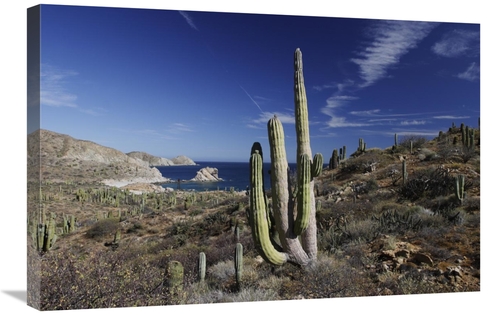 Global Gallery GCS-397724-2030-142 20 x 30 in. Cardon Cactus, Sant