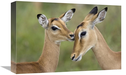 Global Gallery GCS-395827-1218-142 12 x 18 in. Impala Fawn Grooming Mo