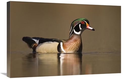 Global Gallery GCS-397403-2030-142 20 x 30 in. Wood Duck Male in Breed