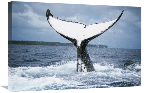 Global Gallery GCS-397958-2030-142 20 x 30 in. Humpback Whale Tail&#44