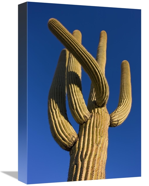 Global Gallery GCS-395310-1218-142 12 x 18 in. Saguaro Cactus, Sag