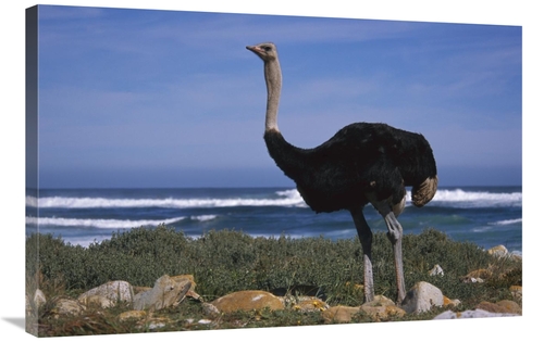 Global Gallery GCS-451832-2436-142 24 x 36 in. Ostrich Male in Coastal