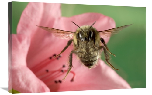 Global Gallery GCS-395729-2030-142 20 x 30 in. Bumblebee Flying Toward