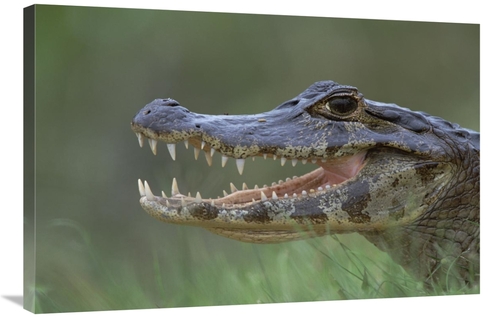 Global Gallery GCS-452524-2436-142 24 x 36 in. Spectacled Caiman Mouth