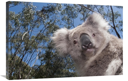 Global Gallery GCS-395606-2436-142 24 x 36 in. Koala in Gum Tree Fores