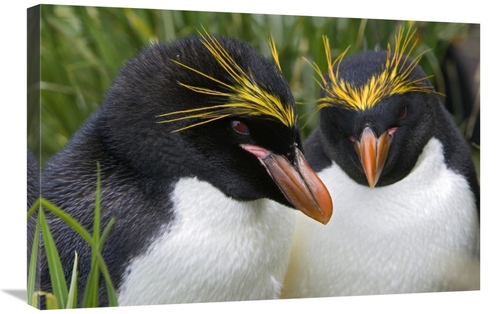 Global Gallery GCS-395817-2030-142 20 x 30 in. Macaroni Penguin Pair&#