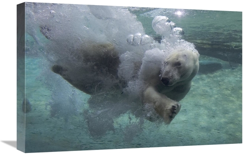 Global Gallery GCS-450887-1624-142 16 x 24 in. Polar Bear Swimming Und