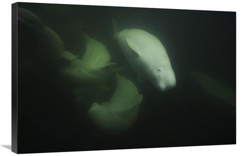 Global Gallery GCS-453588-2436-142 24 x 36 in. Beluga Trio Swimming&#4