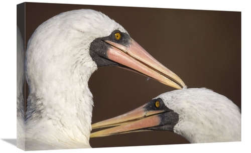 Global Gallery GCS-451239-1624-142 16 x 24 in. Masked Booby Couple All