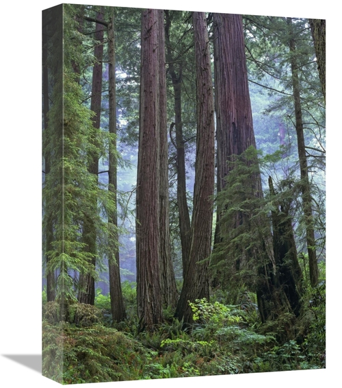 Global Gallery GCS-397082-1216-142 12 x 16 in. Old Growth Forest of Co
