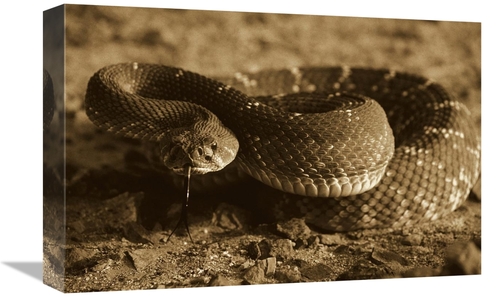 Global Gallery GCS-453659-1218-142 12 x 18 in. Red Rattlesnake, Ba