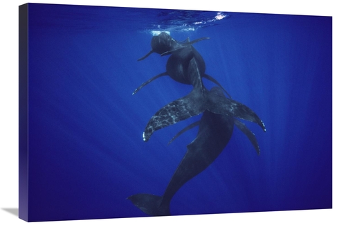 Global Gallery GCS-450580-2030-142 20 x 30 in. Humpback Whale Calf,