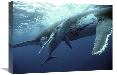 Global Gallery GCS-397959-22-142 22 in. Humpback Whale Mother & Calf&#