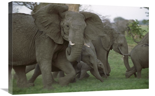 Global Gallery GCS-452945-2030-142 20 x 30 in. African Elephant Herd R