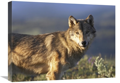 Global Gallery GCS-452201-1824-142 18 x 24 in. Gray Wolf, North Am