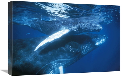 Global Gallery GCS-453572-1624-142 16 x 24 in. Humpback Whale & Calf i