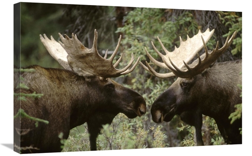 Global Gallery GCS-451877-2030-142 20 x 30 in. Alaska Moose Males Conf