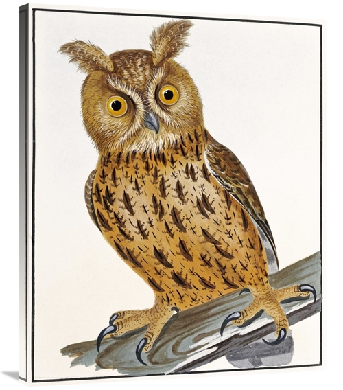 Global Gallery GCS-268247-36-142 36 in. Owl Art Print - William Lewin