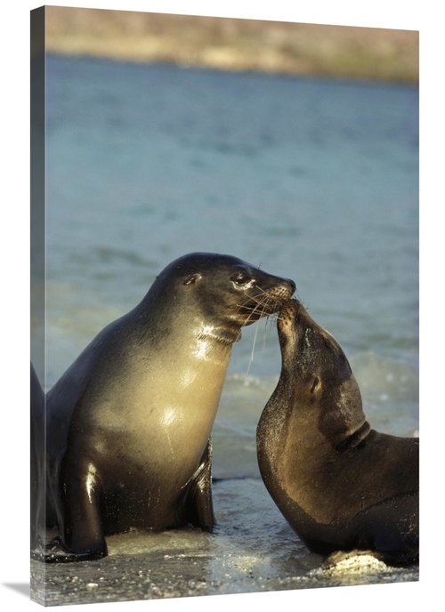 Global Gallery GCS-451763-2436-142 24 x 36 in. Galapagos Sea Lion Juve