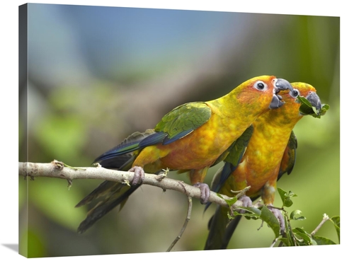 Global Gallery GCS-396564-2432-142 24 x 32 in. Sun Parakeet Pair Feedi