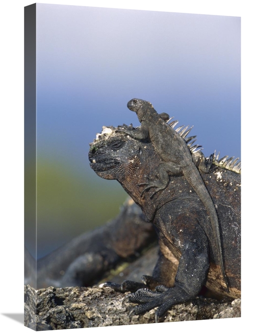 Global Gallery GCS-451568-1624-142 16 x 24 in. Marine Iguana Hatchling