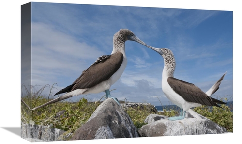 Global Gallery GCS-395647-1218-142 12 x 18 in. Blue-Footed Boobies in 