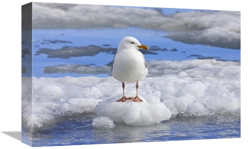 Global Gallery GCS-452714-1218-142 12 x 18 in. Glaucous Gull on Ice Fl