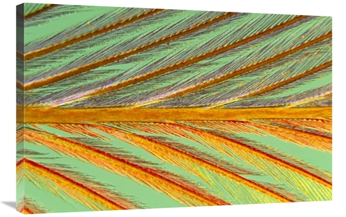 Global Gallery GCS-398218-2436-142 24 x 36 in. Close Up of Feather Sho