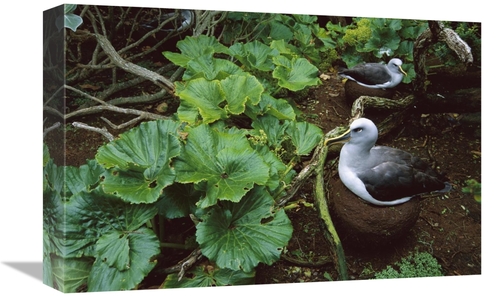 Global Gallery GCS-451666-1218-142 12 x 18 in. Bullers Albatross Nesti