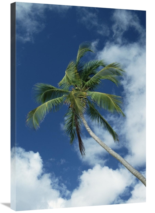 Global Gallery GCS-452544-2436-142 24 x 36 in. Coconut Palm Against Bl