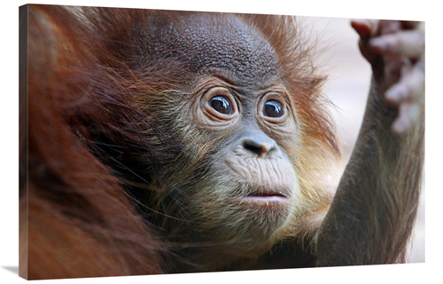 Global Gallery GCS-486564-40-142 40 in. Orangutan Baby Art Print - Vic