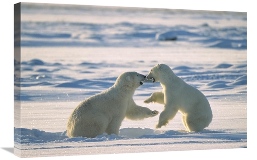 Global Gallery GCS-452502-2030-142 20 x 30 in. Polar Bear Males Fighti