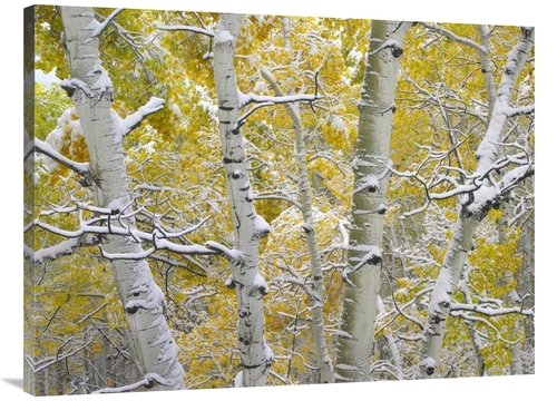 Global Gallery GCS-396976-3040-142 30 x 40 in. Snow-Covered Aspen Fore