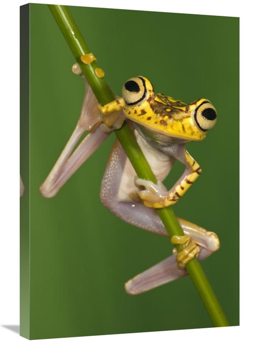 Global Gallery GCS-397898-2030-142 20 x 30 in. Chachi Tree Frog, N