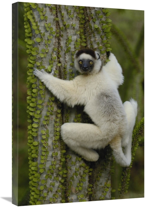 Global Gallery GCS-453037-2030-142 20 x 30 in. Verreauxs Sifaka Sittin