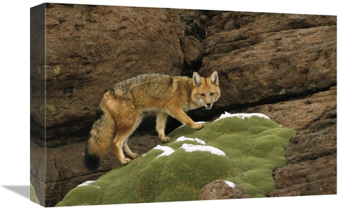 Global Gallery GCS-453129-1218-142 12 x 18 in. Andean Red Fox Altiplan