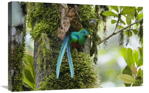 Global Gallery GCS-452695-2030-142 20 x 30 in. Resplendent Quetzal Mal