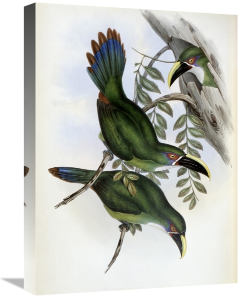 Global Gallery GCS-277798-22-142 22 in. White-Banded Groove-Bill - Tou