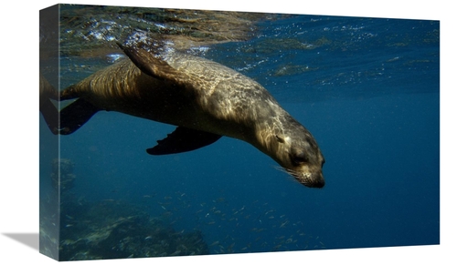 Global Gallery GCS-453049-1218-142 12 x 18 in. Galapagos Sea Lion Swim