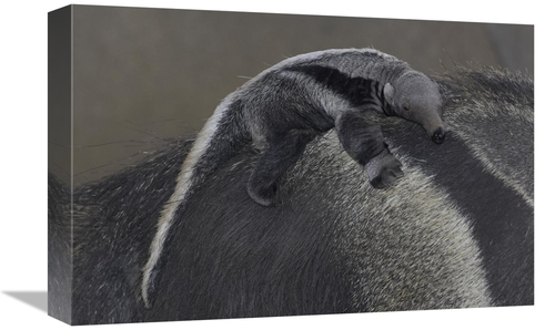 Global Gallery GCS-450870-1218-142 12 x 18 in. Giant Anteater Baby Cli